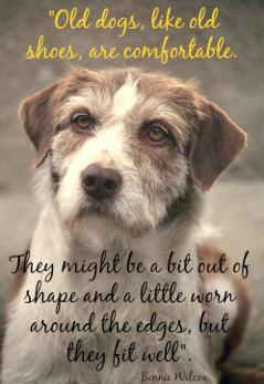 Old dog quote.Old dogs are like old shoes.