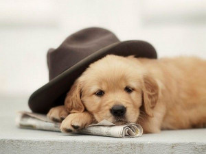 Golden Retriever Puppies