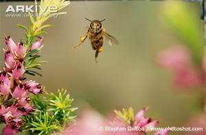 Honey bee in flight carrying pollen
