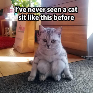 Have you ever seen a cat sit like this before?