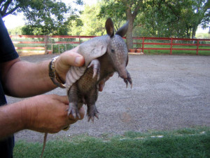 Nine-banded Armadillo view Dasypus novemcinctus