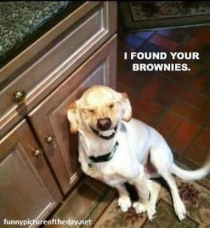 Found Your Brownies Funny Dog Laughing