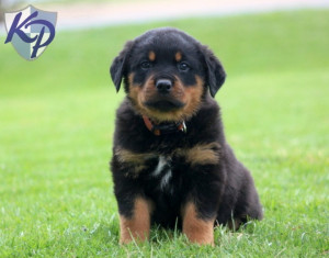 Pedro Rottweiler Puppy For