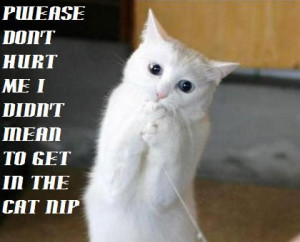funny cat pictures with captions funny cat pictures with captions
