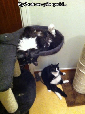 They Complement Each Other // funny pictures - funny photos - funny ...