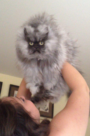 Meet Colonel Meow of the Department of Consternation