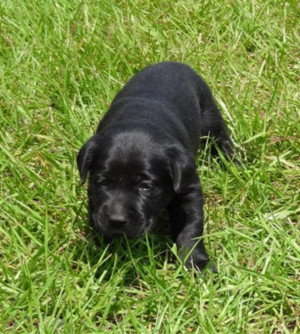 Female Black Labrador Retrievers Puppy 39 s