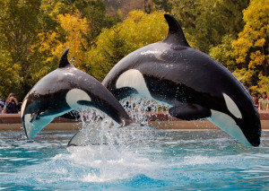 Killer Whales at MarineLand picture in Niagara Falls