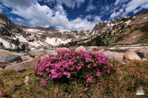 ... blooming, taken exactly a year ago; Grand Teton National Park, WY