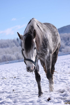 horse in snow | Tumblr