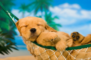 Dog days of summer » puppy in hammock (Charles, Mann © Charles, Mann ...