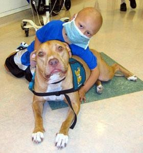 ... Therapy Dogs, Best Friends, Dogs Pitbull, Bull Therapy, Pits Bull
