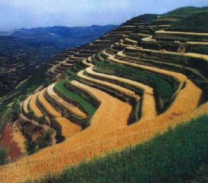 Inca Terrace Farming picture