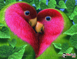 ... terms lovely birds love birds quotes cute love birds wallpapers cute