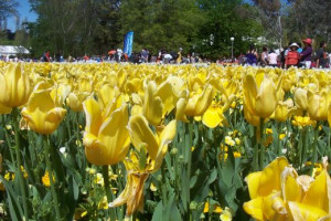 Beautiful Yellow Tulips taken at the Floriade, Canberra, Australia
