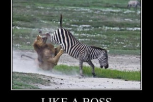 funny zebra kicking lion pics 445 x 299 32 kb jpeg courtesy of funny ...