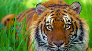 bengal tiger eyes