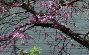 Inspirational Quotes Poems- Holiday & Spring Celebration