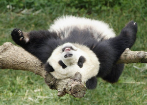 Photo credit: Ann Batdorf, Smithsonian’s National Zoo June 11, 2006