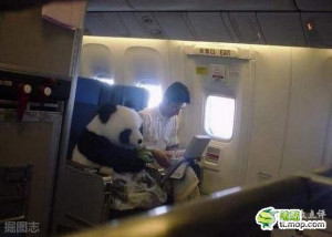 在飞机上默默吃着竹子的熊猫，萌死人了