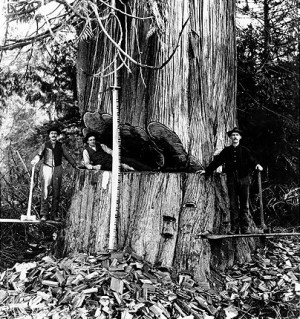 The Loyal Legion of Loggers and Lumbermen