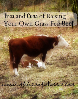 Excellent post! A lot of questions I've had about raising bovine ...