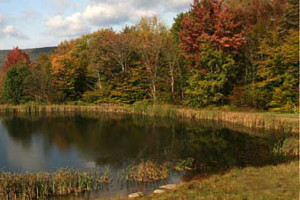 Andes new york auto insurance