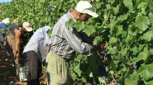 Grape Harvest, Wine Production, Picking (Plucking), Grape Vine ...