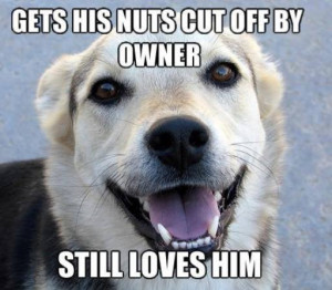 Meme – Good Guy Dog: Gets his nuts cut off by owner…