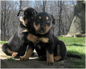Cute Rottweiler pups