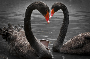 love swans