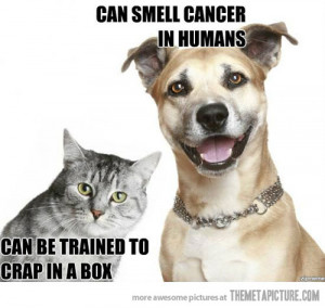 Funny photos funny dogs vs cats facts