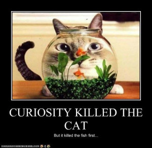 CURIOSITY KILLED THE CAT