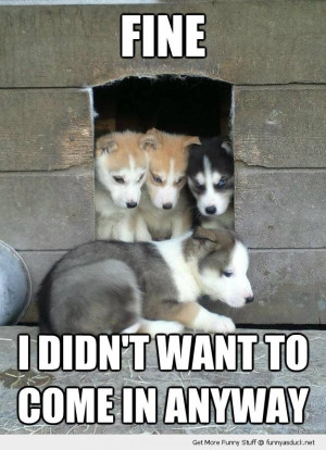 funny-fine-dint-want-come-in-dog-puppy-husky-kennel-sad-pics.jpg