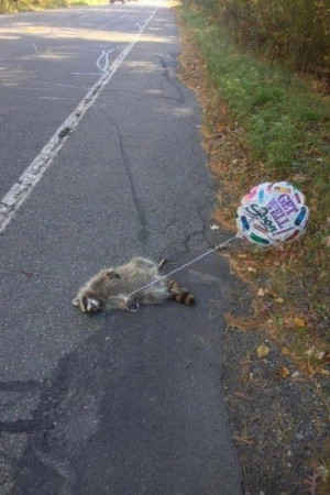 Dead Funny Raccoon Picture - Get Well Soon
