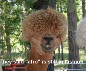 funny lama image funny lama image