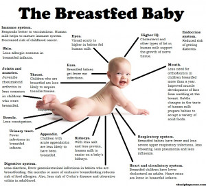 ... , What’s in Breastmilk vs Formula & The Breastfed Baby & Toddler