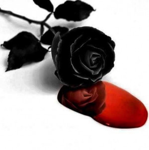 Bleeding Black Roses Bleeding black rose ☆