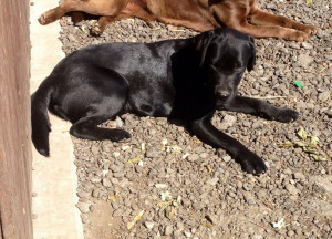 labrador retriever mailbox yellow lab black lab and chocolate lab