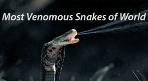 Top-10-Most-Venomous-Snakes-of-World.jpg