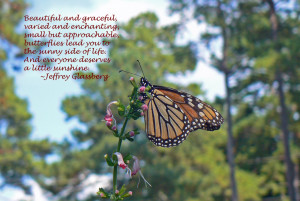 At last.....a visit to my Garden from a Monarch butterfly!