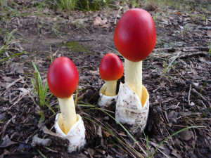 Red Mushrooms. Quotes About Language And Culture. View Original ...