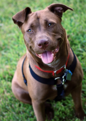 Love my Ginger girl! She's a chocolate lab and pitbull mix (Labrabull ...
