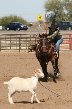 Rodeo - another goat tying get off