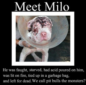sad - against-animal-cruelty Photo