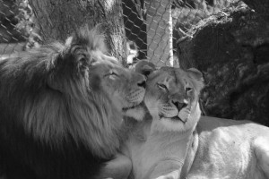 Lioness Quotes Cuteness lion lioness (hm):
