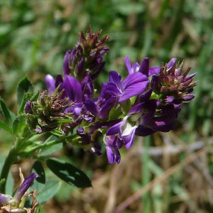 purple clover flower by purple prairie clover purple clover flower by