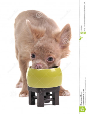 Funny Chihuahua Pictures Puppies