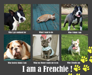 Funny French Bulldog Pictures With Caption I am a french bulldog!