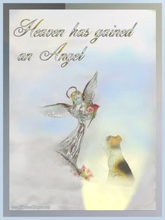 pet loss poems and quotes | Pet Loss Sympathy Cards More